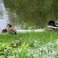 kaczki w Parku Ujazdowskim
