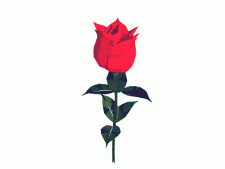 róża roza kwiatek animacja gif