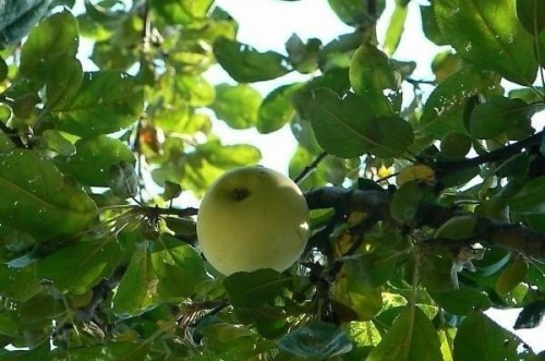 #ogród #jabłko