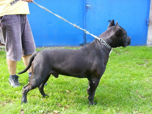 GREGUS - mój Amstaff i brat w tle. #amstaff #PitBullTerrier #BullTerrier #AmericanStaffordshireTerrier #gregus #amstaf