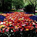 #wiosna #rośliny #kwiaty #tulipany #natura #park