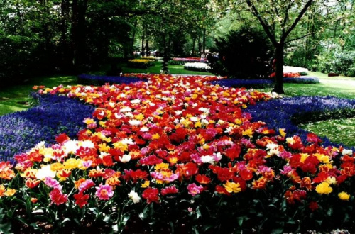 #wiosna #rośliny #kwiaty #tulipany #natura #park