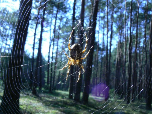 #zwierzęta #las #pająk