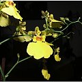 orchidea :D #orchidea #storczyk