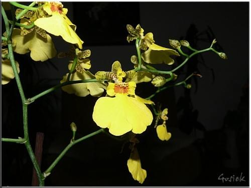 orchidea :D #orchidea #storczyk