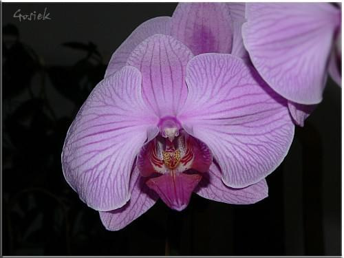 #orchidea #storczyk
