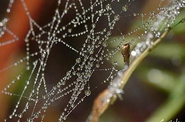 #makro #kroleki #krople #rosa #pajeczyna