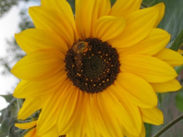 Słonecznik i pszczółka.