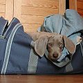 Gabi - weimaraner