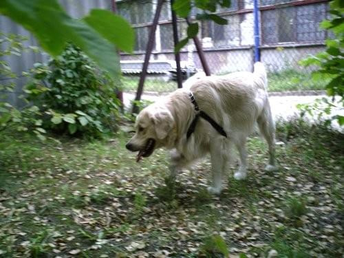 Charlie - golden retriever