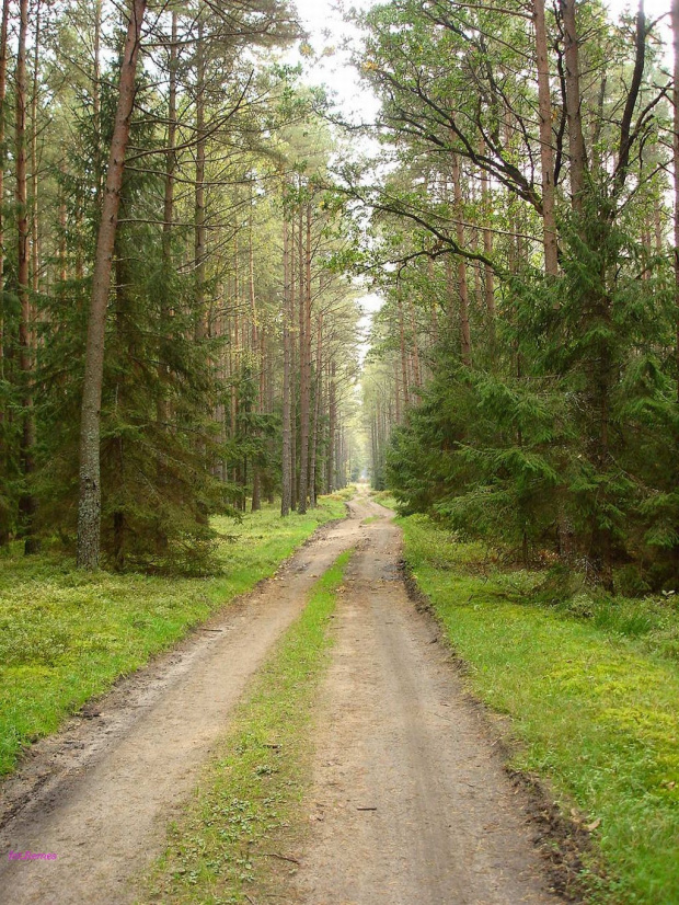Puszcza Piska