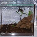 Brachypelma vagans