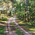 Leśna droga dookoła jeziora Piskory #las #droga