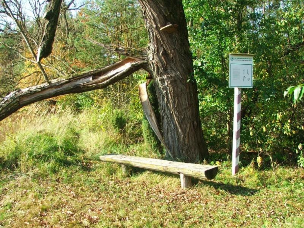 Przystanek na ścieżce dydaktycznej nad jeziorem Piskory #przystanek #ŚcieżkaDydaktyczna #Piskory #ławka #tablica