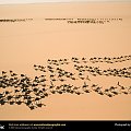 Sahara Desert, Niger, 1997
Photograph by George Steinmetz