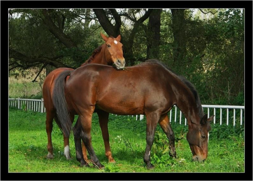 konie #konie #natura #zwierzęta