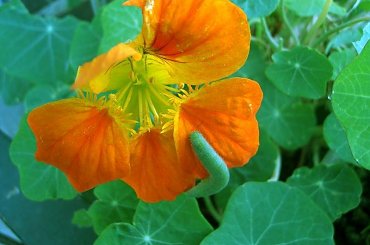 ...nagle o poranku,duze tluste i wlochate konsumowalo moje nasturcje! #nasturcja #kwiaty #rośliny #robak #liszka