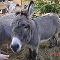 Acheres - impreza miejska Grudniowa