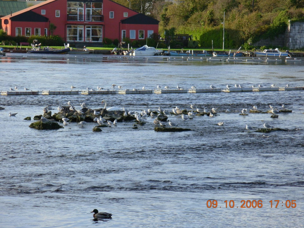 ptaki w Galway, albo raczej ich zlot ;-)