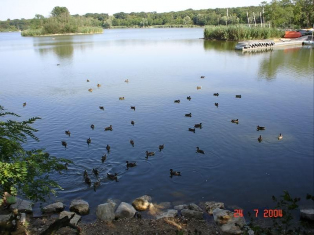 Conflans-Sainte Honorine - Étang du Corra