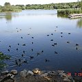Conflans-Sainte Honorine - Étang du Corra