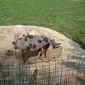 Cernay La Ville - ferme du bout du pres