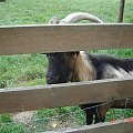 Cernay La Ville - ferme du bout du pres