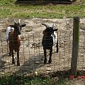 Cernay La Ville - ferme du bout du pres