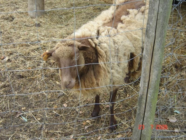 Cernay La Ville - ferme du bout du pres