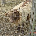 Cernay La Ville - ferme du bout du pres