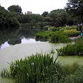 Nowojorski Central Park. Największy park w Nowym Jorku, jednak wszystko jest w nim zrobione ręką człowieka. Pod tą masą zieleni, jest beton, a pod nim cała machineria, która włącza sztuczne strumyczki, wodospady, źródełka. Nie ma w nim niestety nic nat...