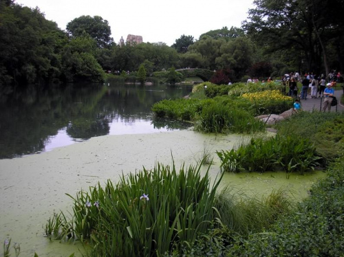 Nowojorski Central Park. Największy park w Nowym Jorku, jednak wszystko jest w nim zrobione ręką człowieka. Pod tą masą zieleni, jest beton, a pod nim cała machineria, która włącza sztuczne strumyczki, wodospady, źródełka. Nie ma w nim niestety nic nat...