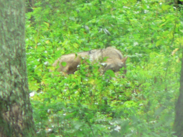 Białowieża.