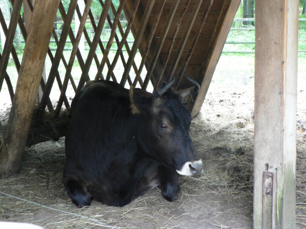 Białowieża.