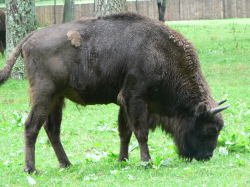 Białowieża.