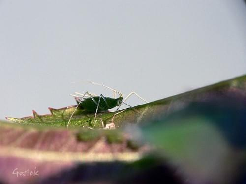 mszyca