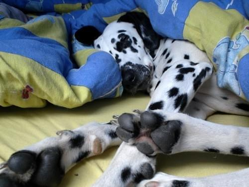 Śpiąca krówcia #Figa #dalmat #pies