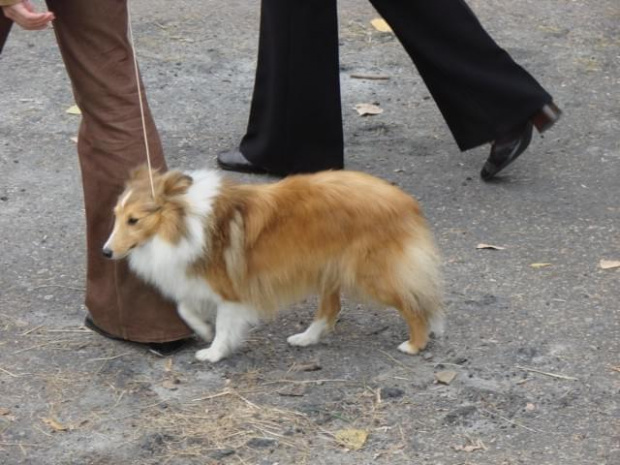 sheltie- coraz popularniejszy