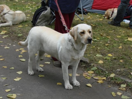 labrador