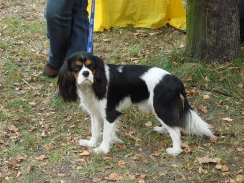 spaniel karłowaty