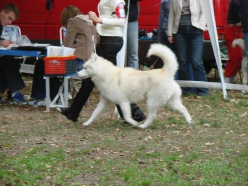 samojed