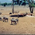 Safari - przy wodopoju #Kenia #Afryka #Zebry #safari