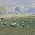 Najpiękniejsza w stadzie?