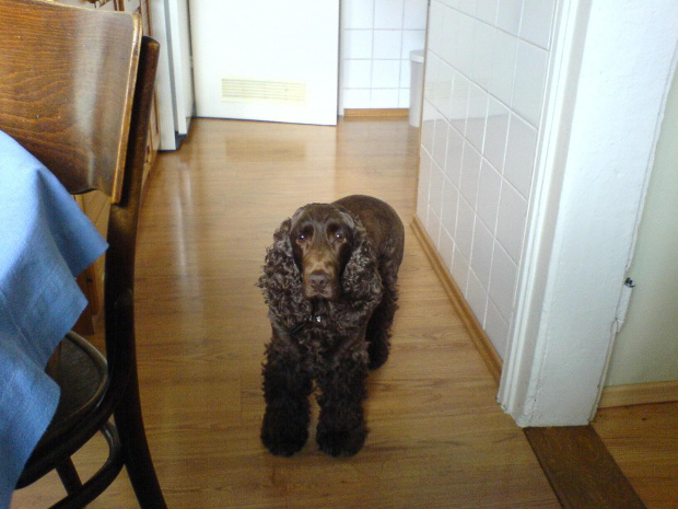 Mój pies, Zola. #Zola
