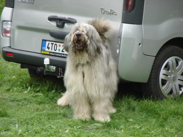 briard