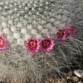 Mammillaria hahniana