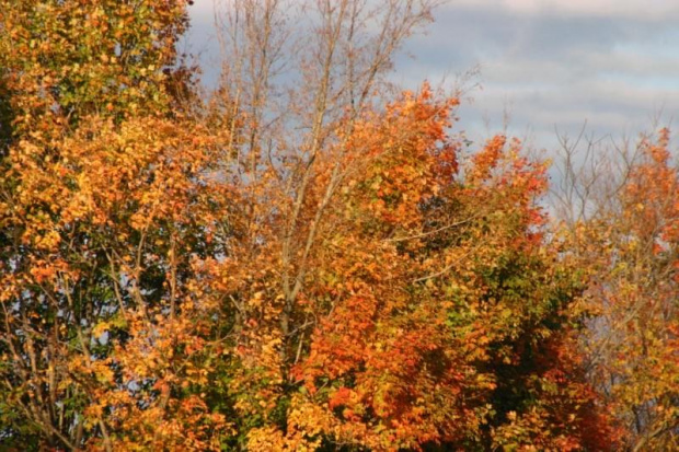 #drzewa #niebo #kolory #jesien #liscie