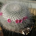 Mammillaria hahniana