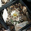 Turbinicarpus flaviflorus