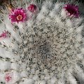 Mammillaria woodsi